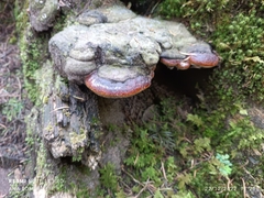 Fomitopsis