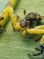Phrynarachne ceylonica