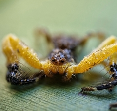 Phrynarachne ceylonica