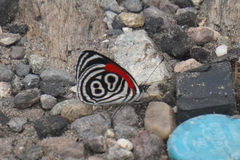 Diaethria clymena