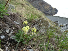 Corydalis magadanica