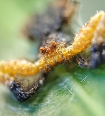 Phrynarachne ceylonica
