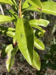 Condylostylus graenicheri