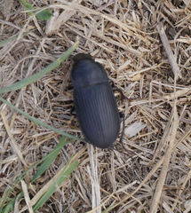 Harpalus caliginosus