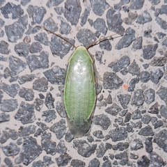 Panchlora nivea