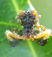 Phrynarachne ceylonica