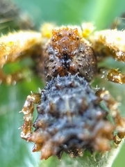 Phrynarachne ceylonica
