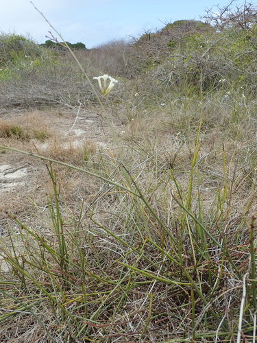 Plumbago aphylla
