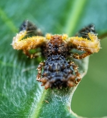 Phrynarachne ceylonica