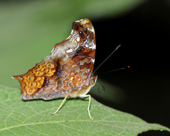 Hypanartia cinderella