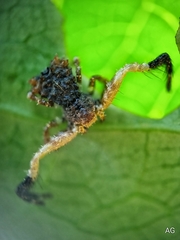 Phrynarachne ceylonica