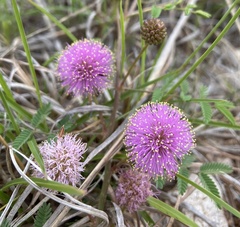 Mimosa nuttallii