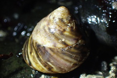 Tegula pulligo