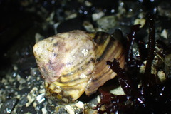 Tegula pulligo