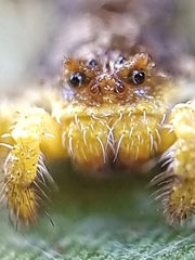 Phrynarachne ceylonica