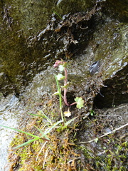 Saxifraga cernua