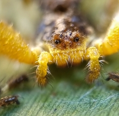 Phrynarachne ceylonica
