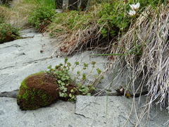 Saxifraga cernua