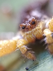 Phrynarachne ceylonica