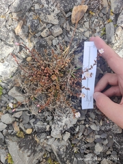 Epilobium melanocaulon