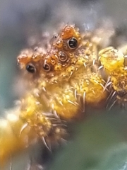 Phrynarachne ceylonica