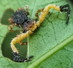 Phrynarachne ceylonica