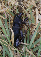 Harpalus caliginosus