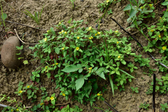 Lysimachia remota