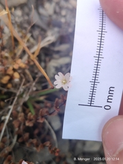 Epilobium melanocaulon