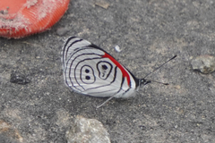 Diaethria