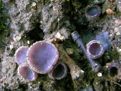 Ionopezia gerardii