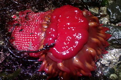 Cribrinopsis albopunctata