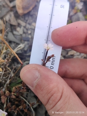 Epilobium melanocaulon