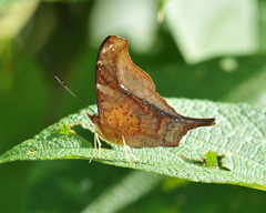 Hypanartia dione