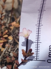 Epilobium melanocaulon