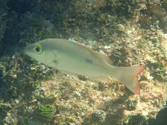 Lutjanus mahogoni