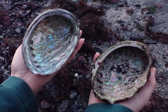 Haliotis kamtschatkana