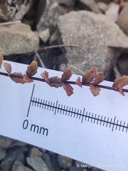 Epilobium melanocaulon