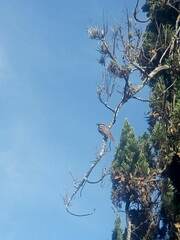 Myiodynastes maculatus