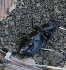 Harpalus caliginosus
