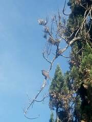 Myiodynastes maculatus