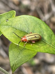Disonycha quinquelineata