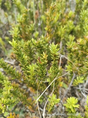 Podocarpus nivalis