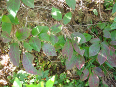 Neoshirakia japonica