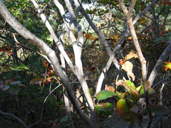 Neoshirakia japonica