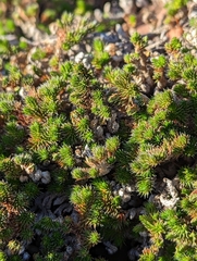 Selaginella wallacei