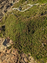 Selaginella wallacei