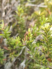 Podocarpus nivalis