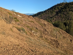 Selaginella wallacei