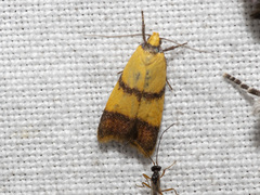 Heteroteucha translatella